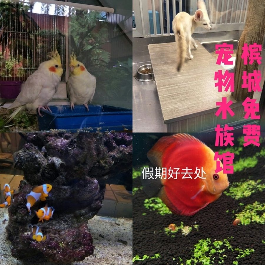 83 Pets Aquarium 宠物水族馆 1 83 pets aquarium e5aea0e789a9e6b0b4e6978fe9a686