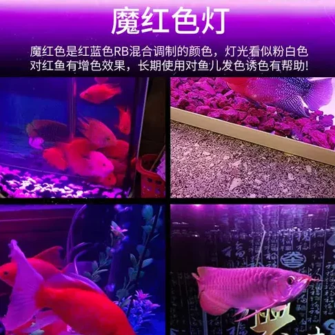Akuarium Sheng 1 akuarium sheng