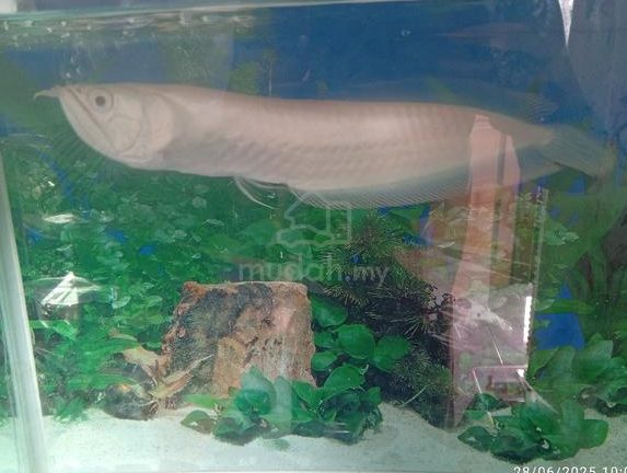 arowana kemaman