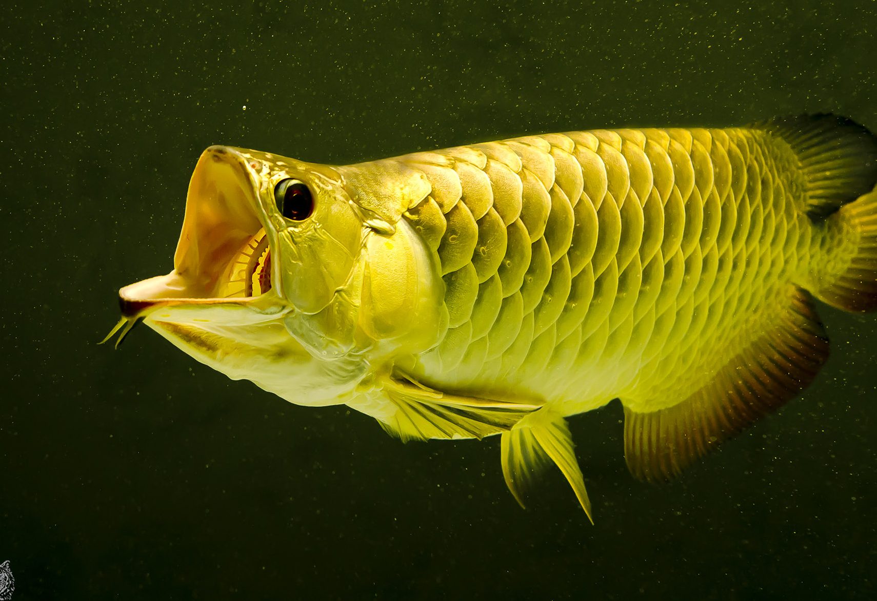 arowana mewah