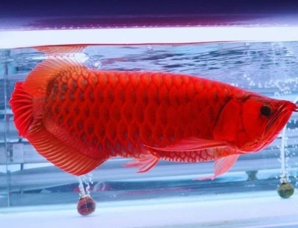 Arowana Original Trading 1 arowana original trading