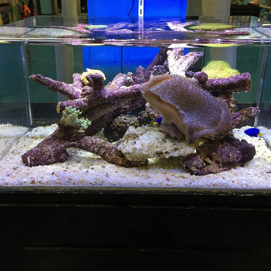 Aston Aquarium & Pet Shop 1 aston aquarium pet shop