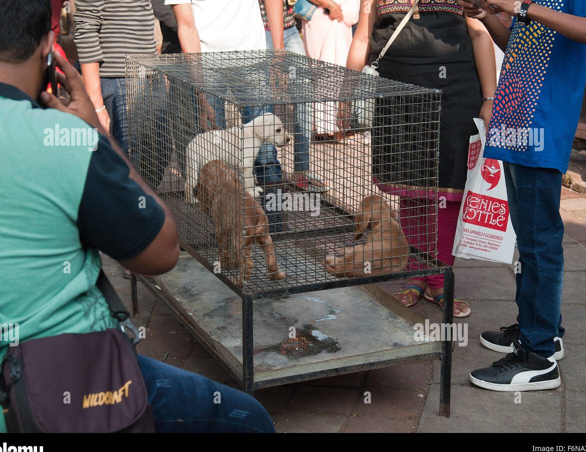 bombay petshop