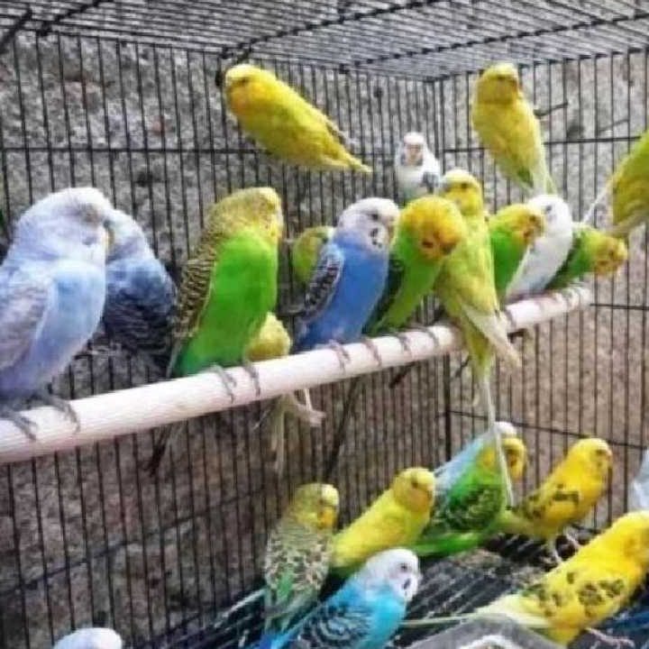 Burung hiasan jinak 1 burung hiasan jinak