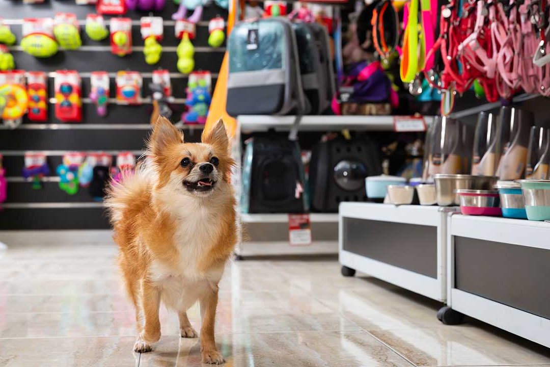 Canine Pet Shop 1 canine pet shop