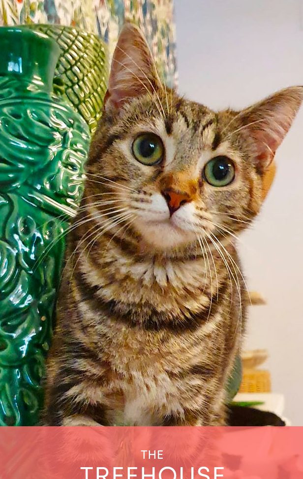 catmosfera pet store