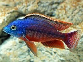 Chai Seng Aquarium (Aquarium Fish Breeder & Exporter) 1 chai seng aquarium aquarium fish breeder