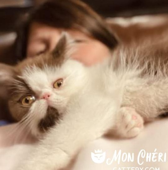 CHERI KIDDO CATTERY 1 cheri kiddo cattery