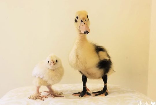 Chicks and Ducklings Enterprise 1 chicks and ducklings enterprise