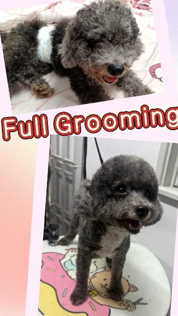 Crystal Pet Grooming ''晶萌宠物美容'' 1 crystal pet grooming e699b6e8908ce5aea0e789a9e7be8ee5aeb9