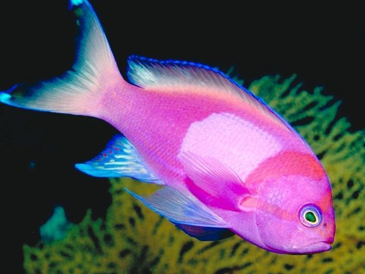 CT Tropical Fish And Pet 1 ct tropical fish and pet