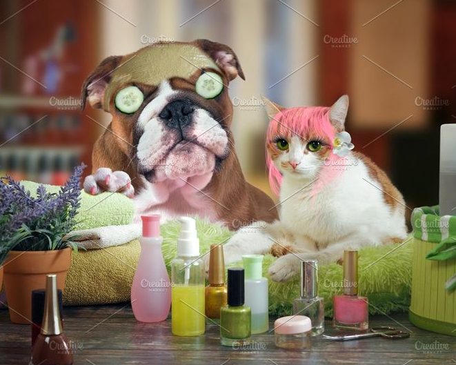 cute pet beauty salon