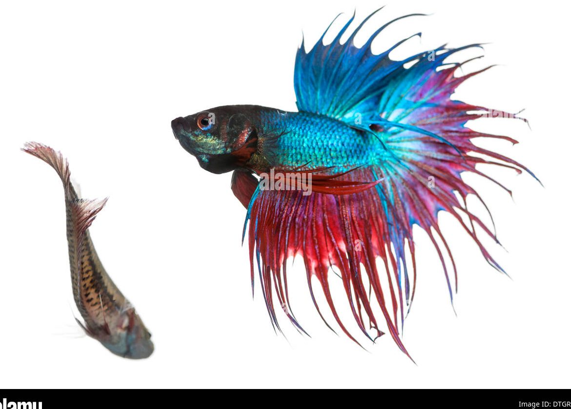 Dancebetta Trading 1 dancebetta trading