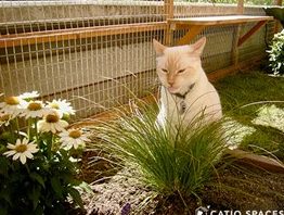 Elderly Cat Garden Retreat 1 elderly cat garden retreat