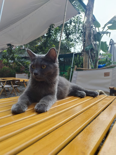 Kefi. Langkawi