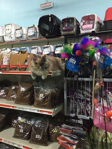Paradise Cats House Paradise Cats House