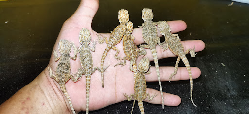 Reptile Petshop By Raptor Riot