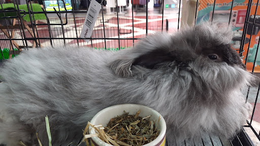 Fayuma Rabbit Cavy Fayuma Rabbit Cavy
