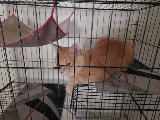 Banana Pet Boarding Kulim (Kucing)
