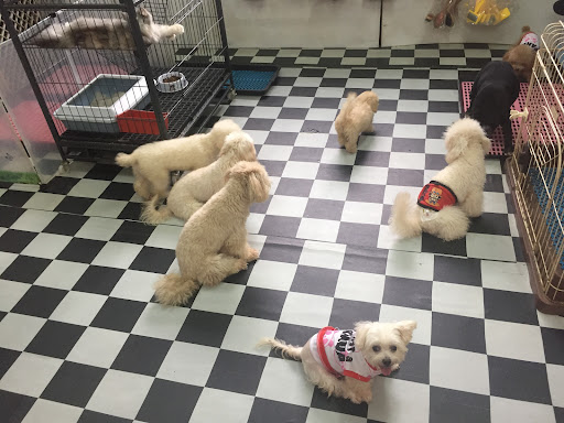 Cindy Pets Grooming (dog ,cat,rabbit )N pets Hotel...