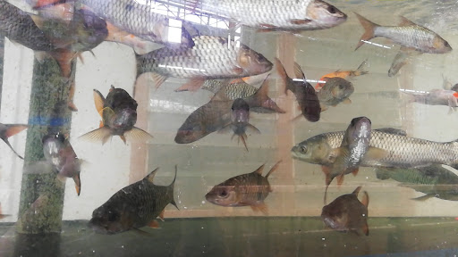 Anugerah Rimba Pet Shop