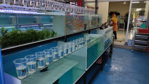 Alor Setar Aquarium Alor Setar Aquarium