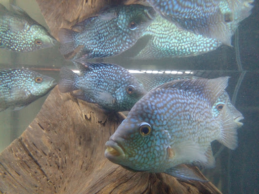 Cyclone Aquatic Cyclone Aquatic
