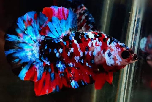 GUPPY BETTA EWA (JLJ) 2020 GUPPY BETTA EWA (JLJ) 2020