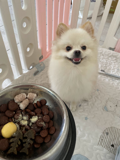 Mamamia Pet Sitter & Dog Hotel Kota Bharu Mamamia Pet Sitter & Dog Hotel Kota Bharu