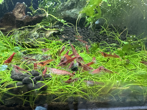 KF Aquatics KF Aquatics