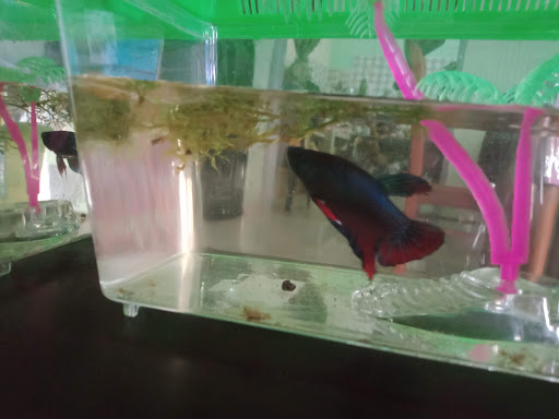 Aquarium Fish Aquarium Fish