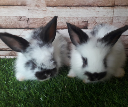 Za rabbitry farm