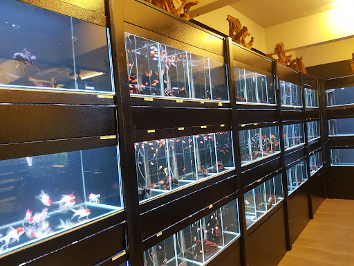 Brickfish Aquarium & Pets Brickfish Aquarium & Pets