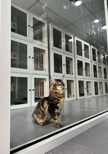 Vstar Petshop Melaka Vstar Petshop Melaka