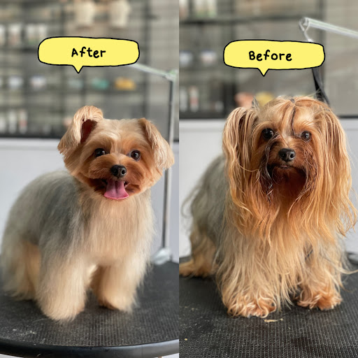 Paws N Pups Grooming & Spa