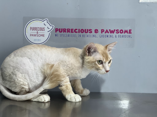 Purrecious & Pawsome Semabok