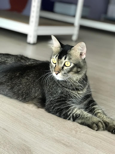 Meowy Cat Hotel