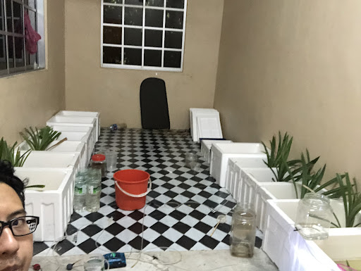 AFA PREMIUM GUPPYBETTA 2