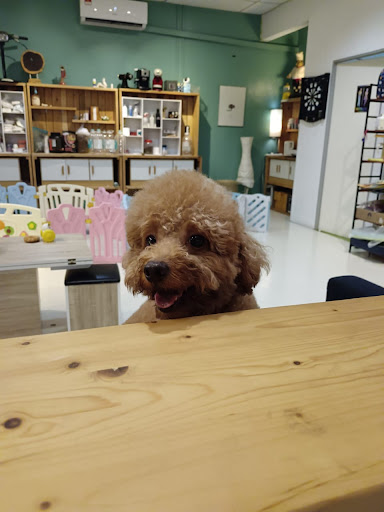 Purrfect Pets Care Melaka (Grooming/Pet Hotel/Day Care/Boarding/Pet Food/Pet Toys)