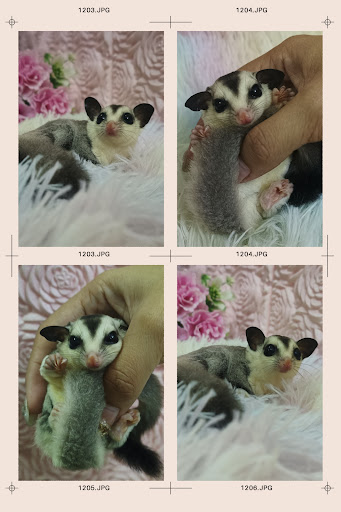 Angel Pet Shop