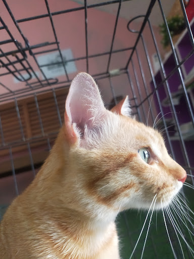 Klinik Haiwan Petplanet