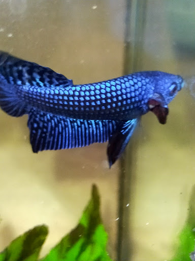 Nilai Betta Nilai Betta