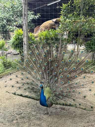 The Bentong Farm Malaysia
