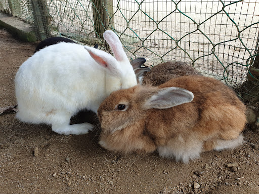 Rabbit Farm (Bukit Tinggi)