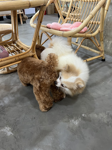 Momota Pet Grooming 宠物美容