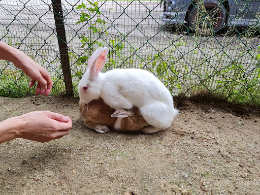 Rabbit Farm (Bukit Tinggi)