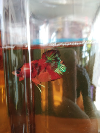 Temerloh Betta