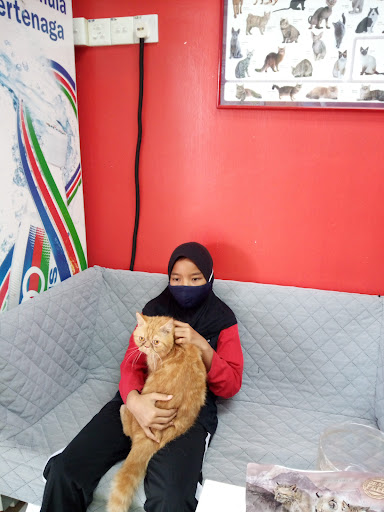 DtajinCatz Peramu DtajinCatz Peramu