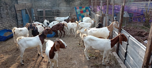 FnZ Agrofarm