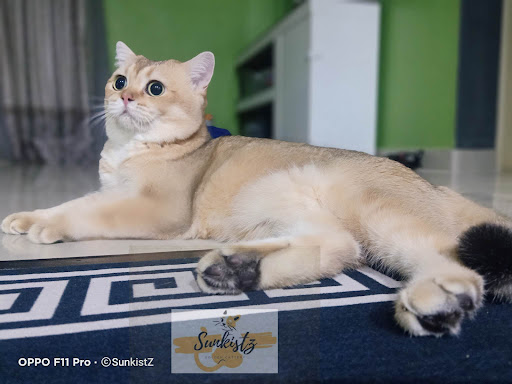 Sunkistz Golden Cattery Sunkistz Golden Cattery